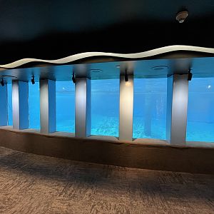 Harbour Seal Exhibit