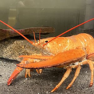 Orange Lobster (1 in 30 million specimen)
