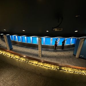 Harbour Seal Exhibit