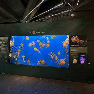 Pacific Sea Nettle Exhibit