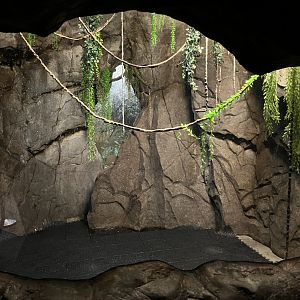 Jamaican Fruit Bat Exhibit