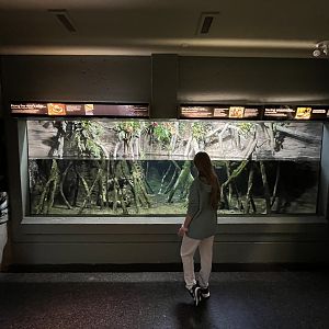 Green Anaconda Exhibit