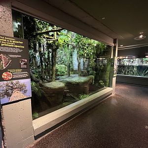 Goeldi’s Monkey Exhibit
