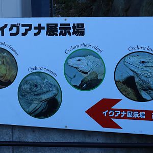 Sign in front of rare iguana exhibit