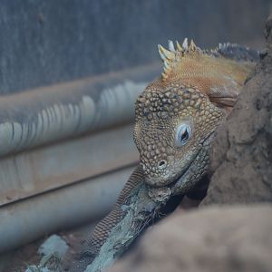 Galapagos land iguana eating a cactus