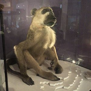 Chamca baboon (Papio ursinus)