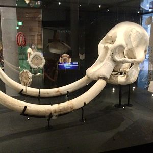 African bush elephant (Loxodonta africana)