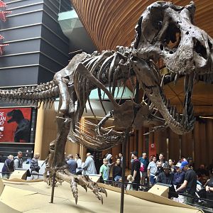 Tyrannosaurus rex (gravid female)