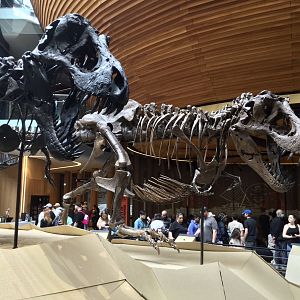 Tyrannosaurus rex (male and female)