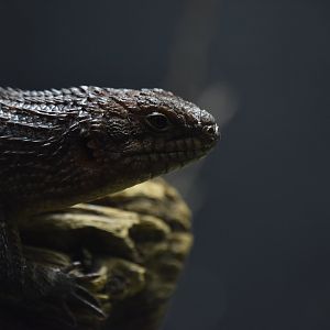 Gidgee skink portrait