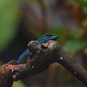 Turquoise dwarf gecko