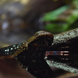 Crocodile lizard and reflection