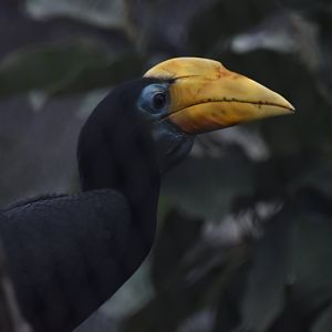 Wrinkled hornbill