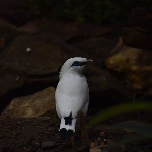 Bali myna