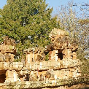 Hamadryas Baboons, 2 January 2023