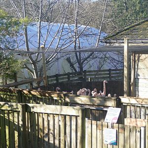 Chilean Flamingoes, 2 January 2023