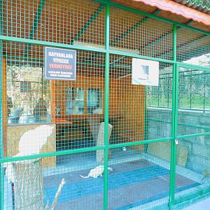 Domestic Cat Cage at the Ankara Domestic Animal Park