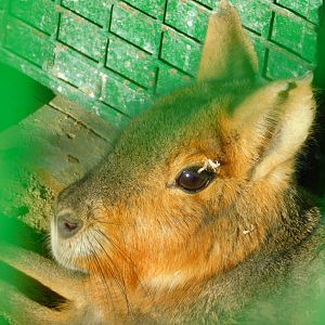 Paragonian Mara Potrait