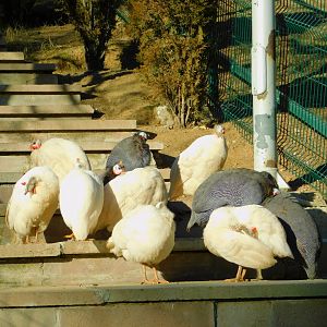 Free-ranging Guineafowl at the Ankara Domestic Animal Park