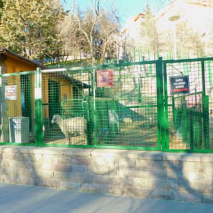 Angora Goat Enclosure at the Ankara Domestic Animal Park