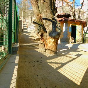 Pygmy Goat Enclosure at the Ankara Domestic Animal Park