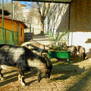 Pygmy Goat Enclosure at the Ankara Domestic Animal Park