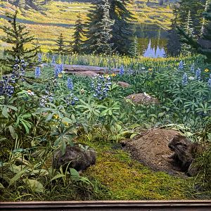 Mountain Beaver Display