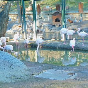 Flamingoes at the Ankara Domestic Animal Park