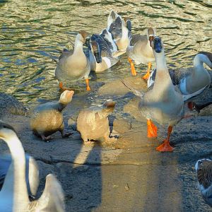 Impostors Among Tthe Geese at the Ankara Domestic Animal Park