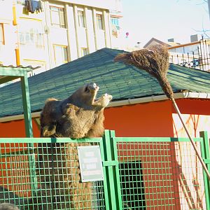 Camel Being Teased at the Ankara Domestic Animal Park