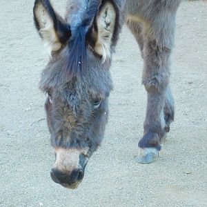 Donkey at the Ankara Domestic Animals Park