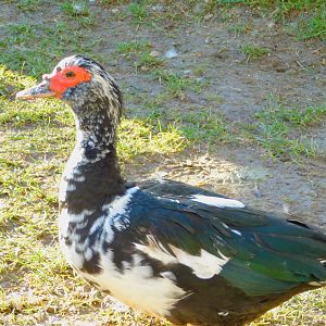 Escaped (?) Muscovy Duck at the Ankara Domestic Animals Park