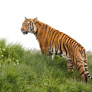 Sahaja - Malayan Tiger (f) / Hamerton 7-5-22