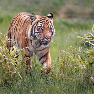 Sahaja - Malayan Tiger (f) / Hamerton 7-5-22