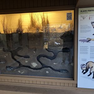 Black-footed Ferret Exhibit (NEW)
