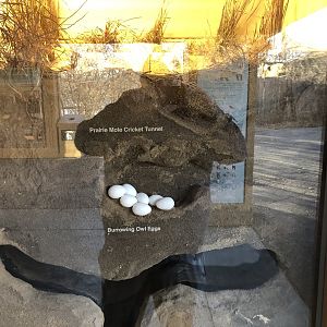 Black-footed Ferret Exhibit (NEW)