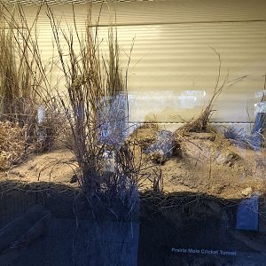 Black-footed Ferret Exhibit (NEW)