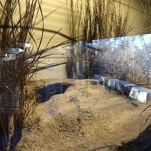 Black-footed Ferret Exhibit (NEW)