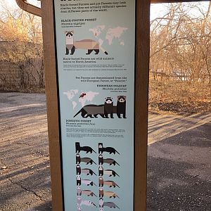 Black-footed Ferret Exhibit (NEW)