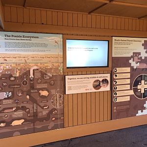 Black-footed Ferret Exhibit (NEW)