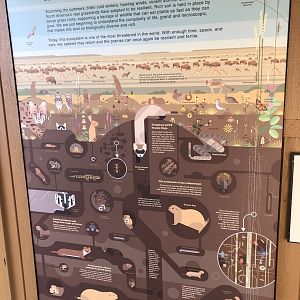 Black-footed Ferret Exhibit (NEW)