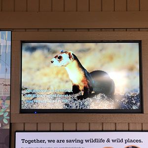 Black-footed Ferret Exhibit (NEW)