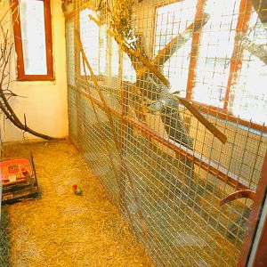 Rosellas at the Ankara Domestic Animals Park