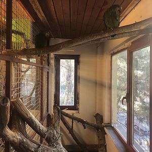 Blue-faced (?) Amazon Enclosure at the Ankara Domestic Animals Park