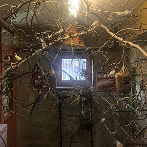 Java Sparrow and Zebra Finch Enclosure at the Ankara Domestic Animals Park