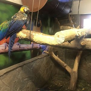 Blue and Gold Macaws at the Ankara Domestic Animals Park