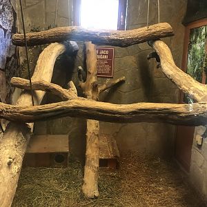 African Grey Parrot Enclosure at the Ankara Domestic Animals Park