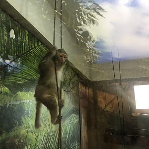 Rhesus Macaque at the Ankara Domestic Animals Park