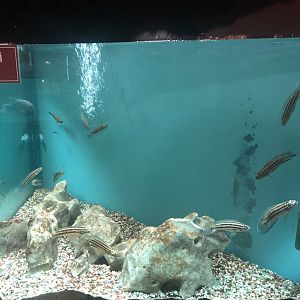 Regani Chichlid Tank at the Ankara Domestic Animals Park