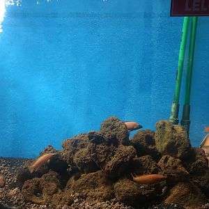 Leleupi Chichlid (?) tank at the Ankara Domestic Animals Park